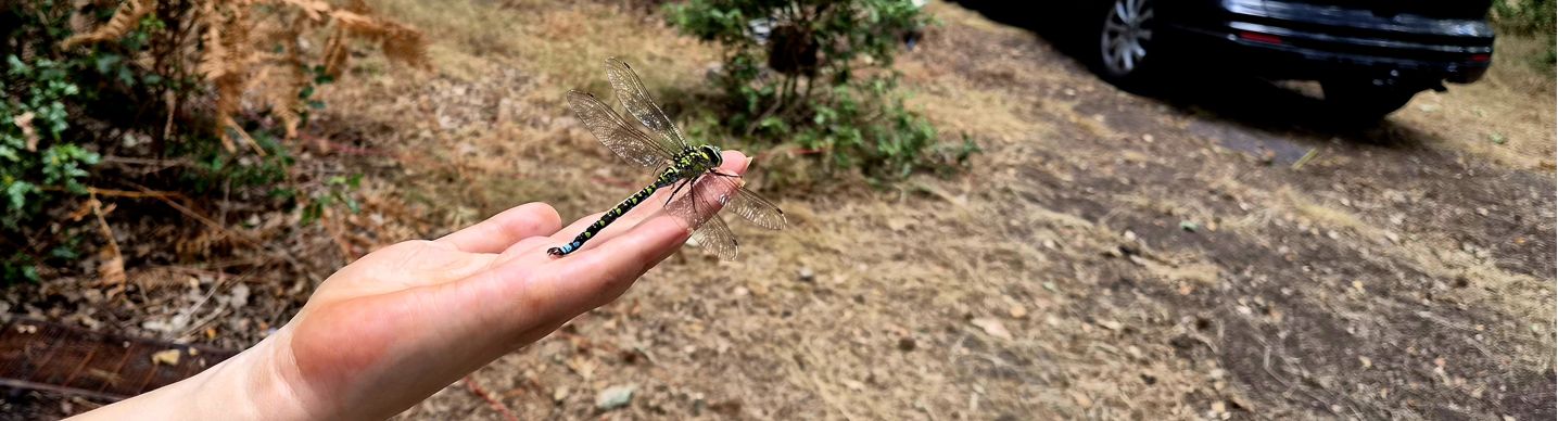 Dragonfly landed on the hand of a happy camper